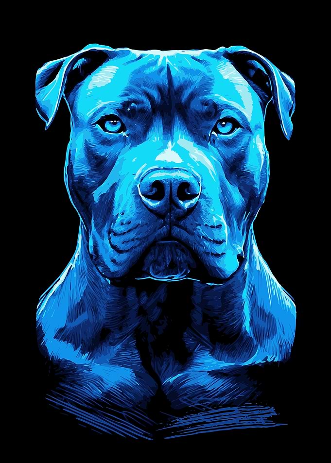 Blue Pitbull Portrait on Black Background