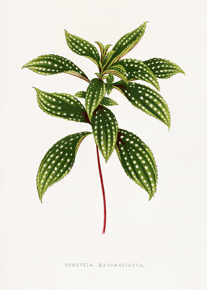 Sonepila Margaritacea Botanical Illustration