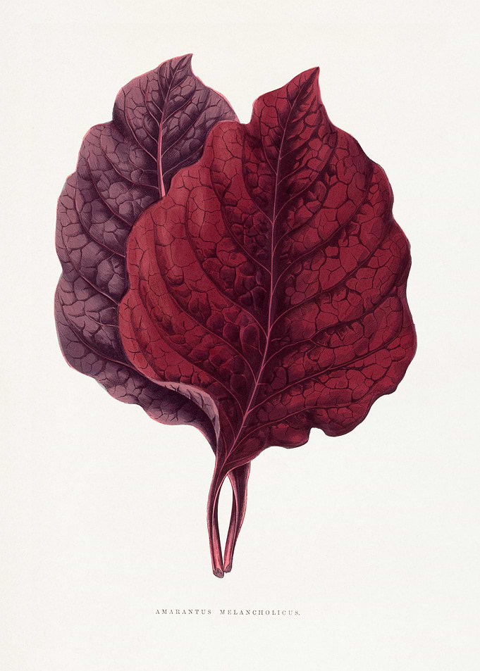 Amaranthus Melancholicus Botanical Illustration