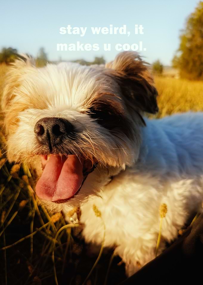 Mr Lucky