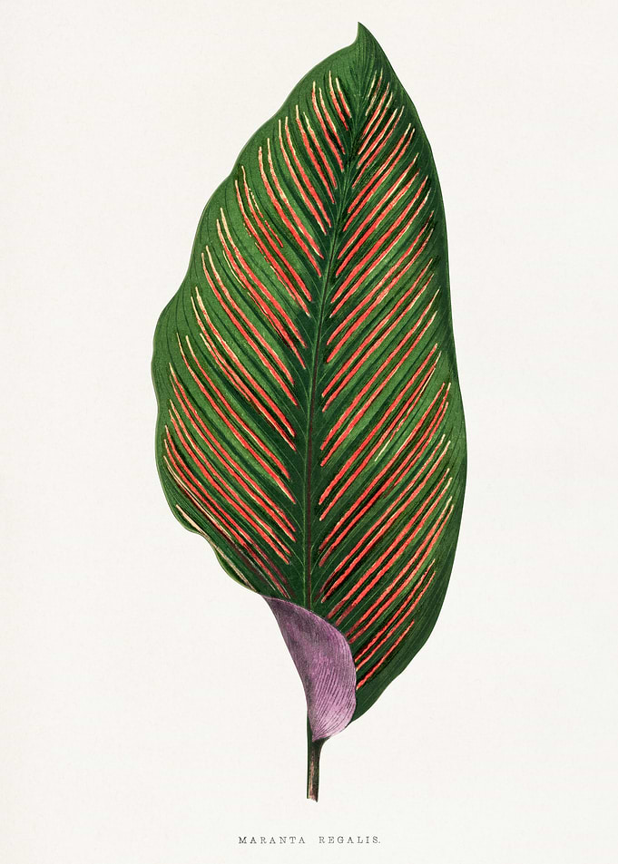 Maranta Regalis Leaf Illustration