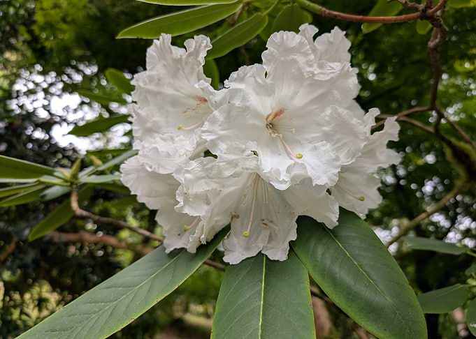 White Rhododendron Blossom