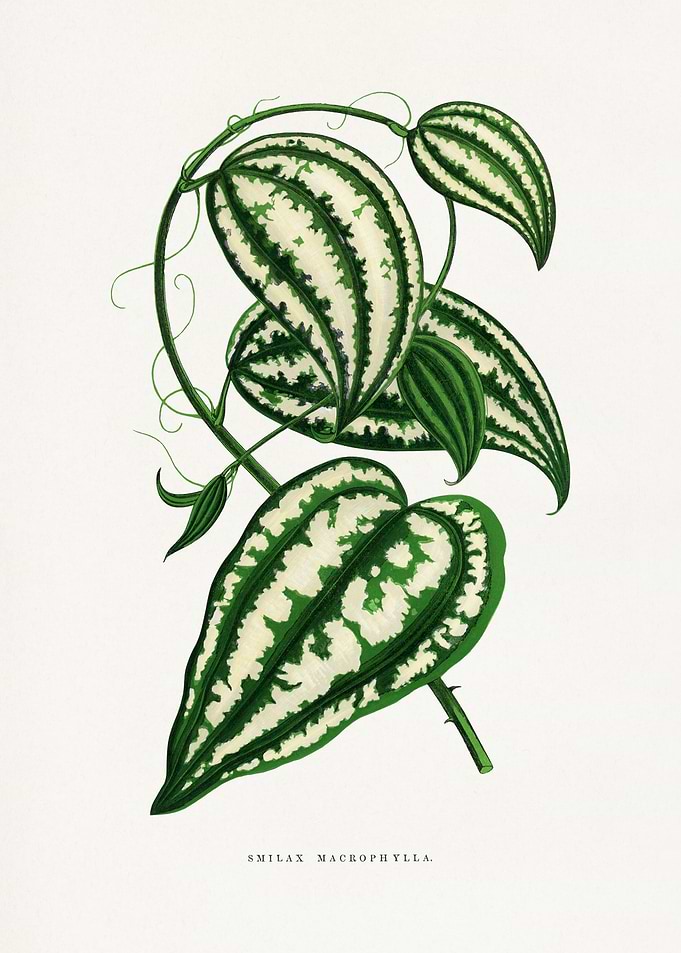 Smilax Macrophylla Botanical Illustration