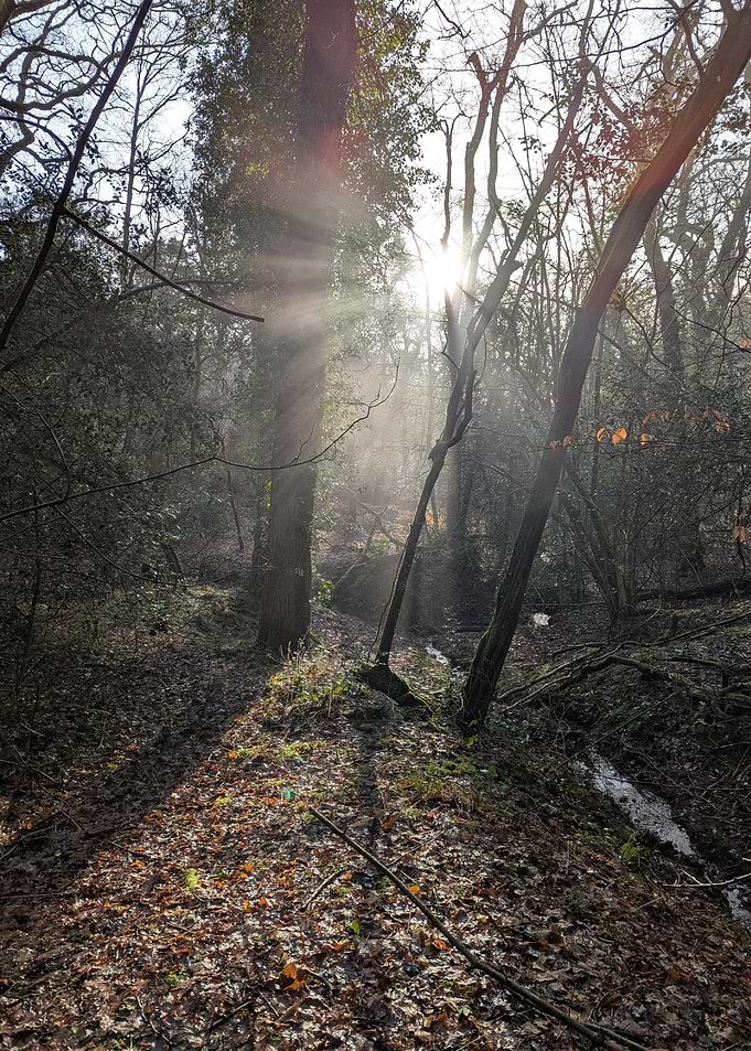 Sunlit Forest Path