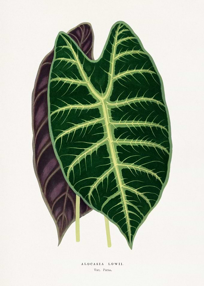 Alocasia Lowii Botanical Illustration