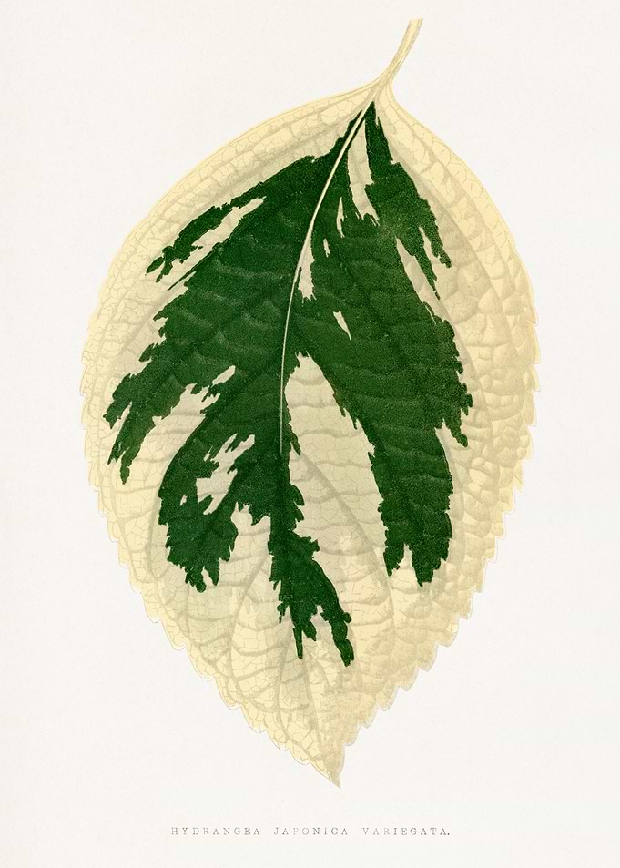 Hydrangea Japonica Variegata Leaf Illustration