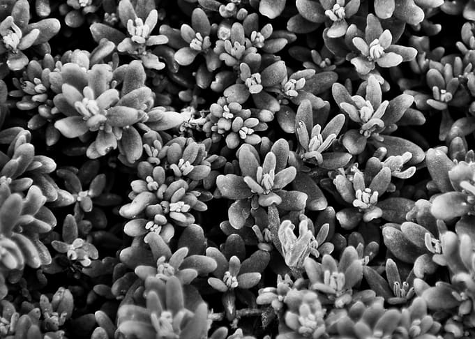 Monochrome Succulent Plant Close-Up