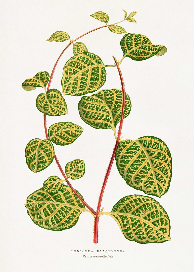 Lonicera Brachypoda Botanical Illustration