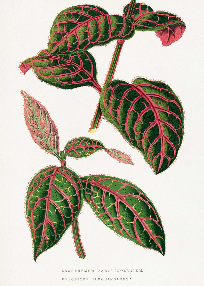Eranthemum Sanguinolentum Botanical Illustration