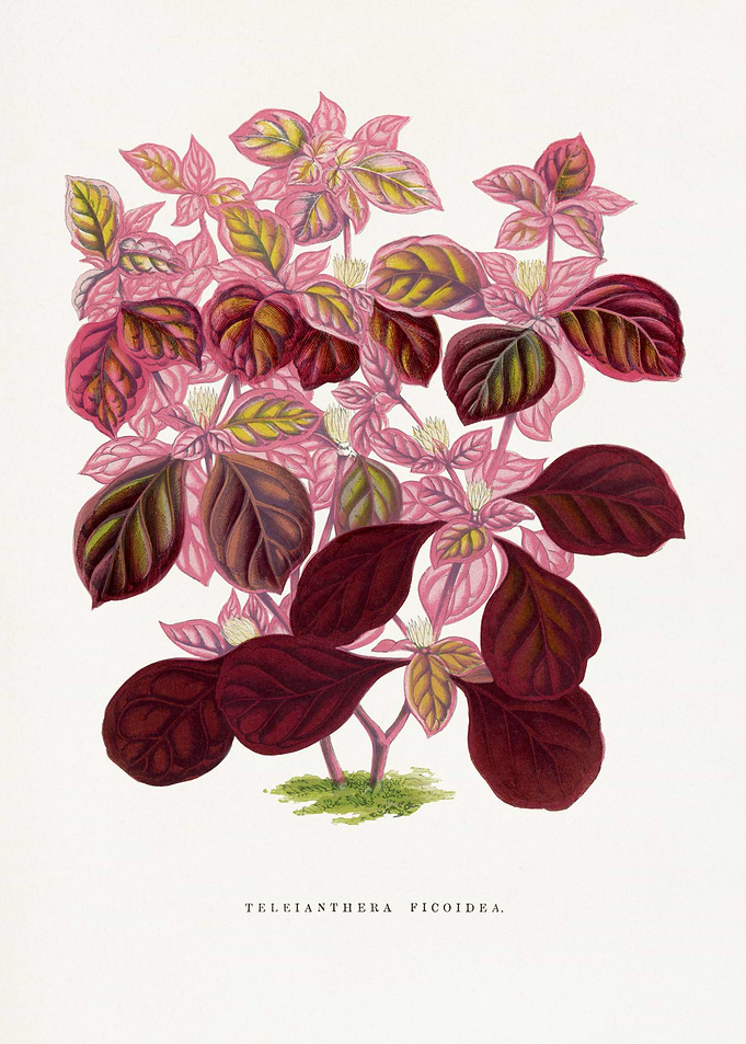 Teleianthera Ficoidea Botanical Illustration