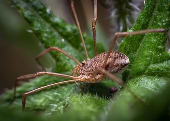 Harvestman on Green Leaf
