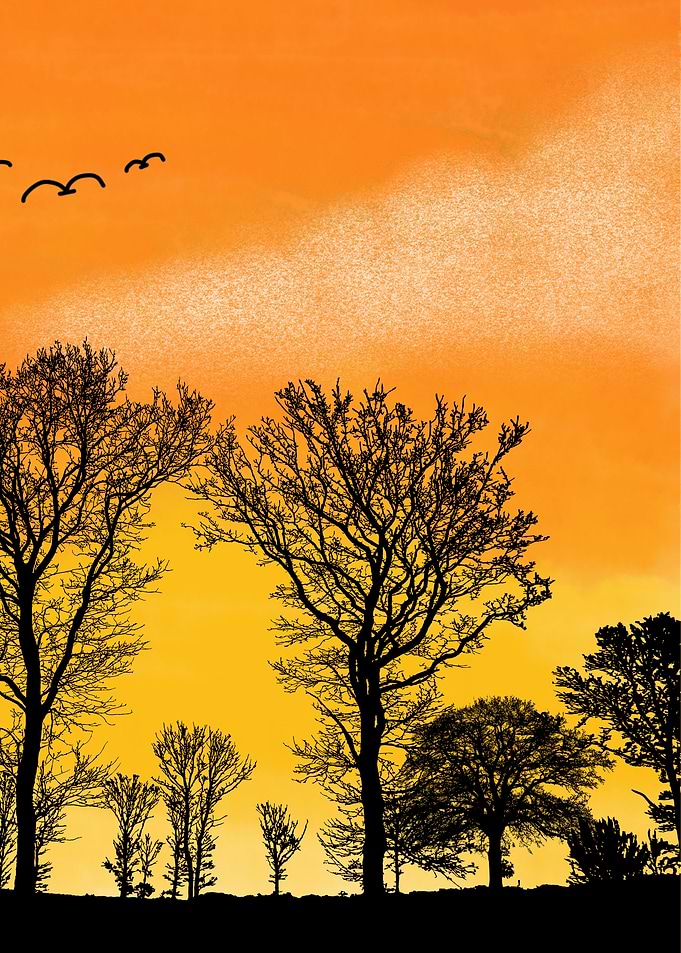 Silhouette Trees at Sunset