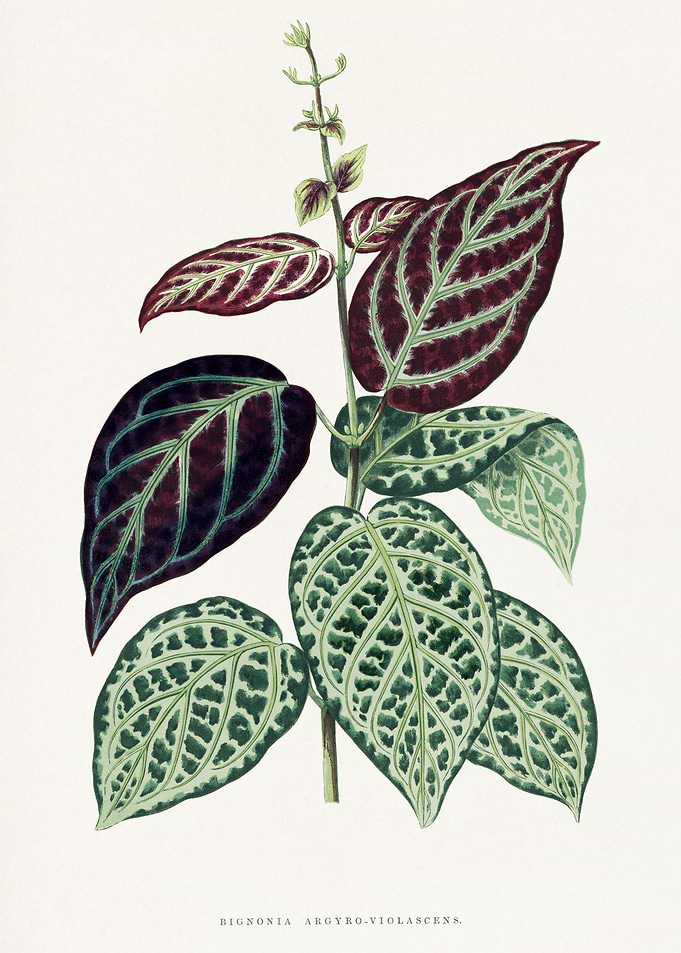 Bignonia Argyo-Violascens Botanical Illustration