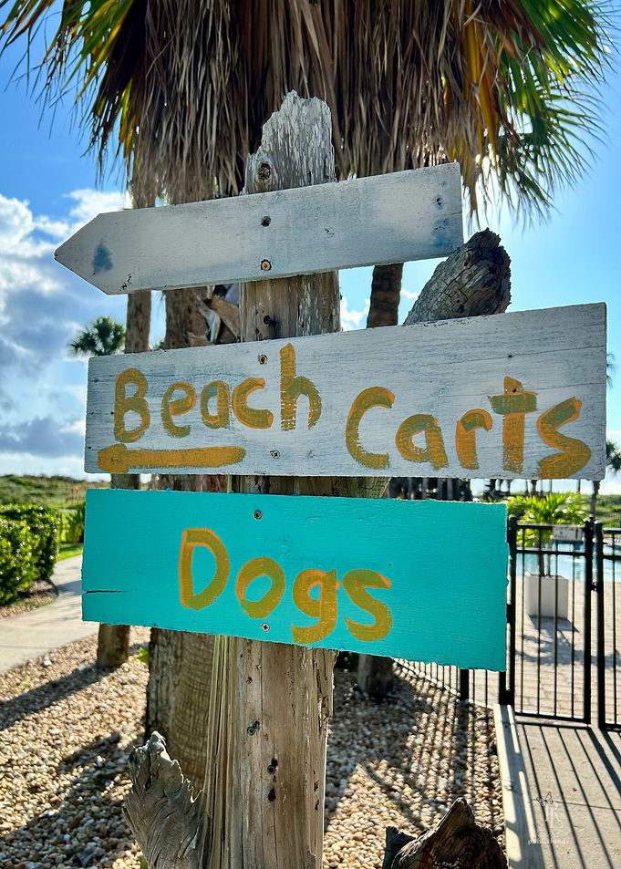 Beach Dogs