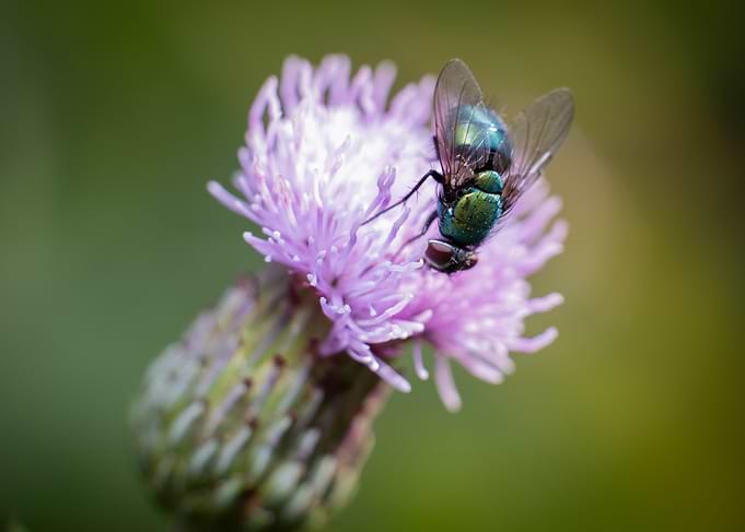 Fly on a Thistle Flower