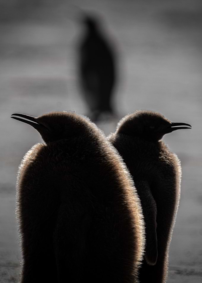 Sunkissed Penguin Chicks in Silhouette