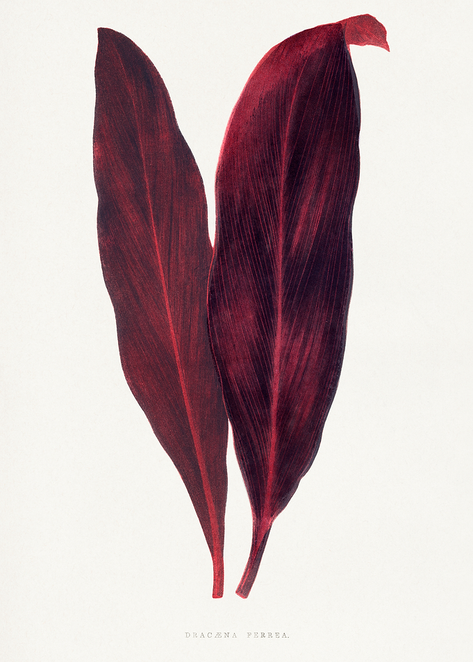 Dracaena Ferrea Plant Illustration
