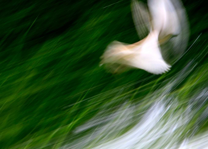 Abstract Bird Flight