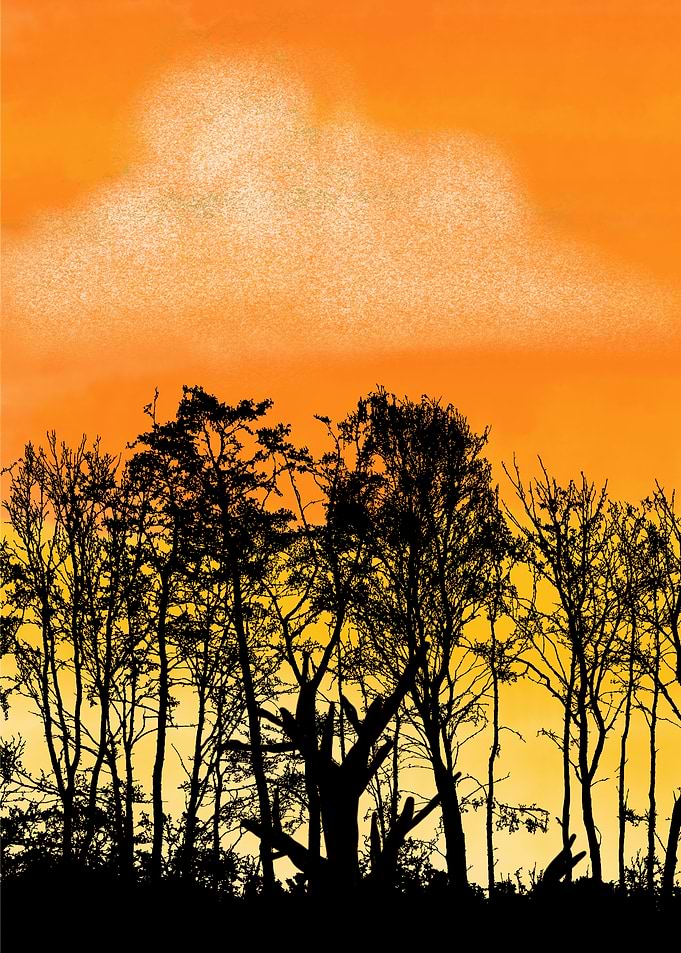 Silhouette of Trees at Sunset