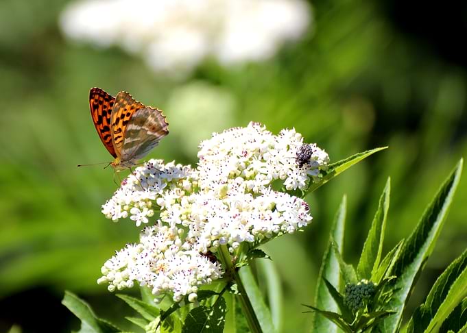 Butterfly and beetle on white flowers