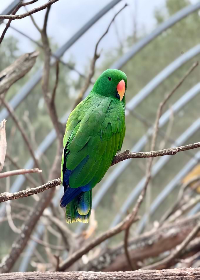 Vibrant Plumage