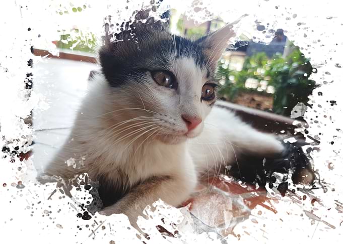 Cute Cat Portrait with Splatter Effect