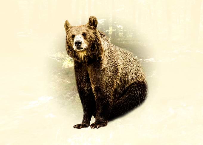 Brown Bear Portrait