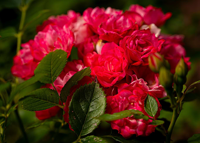 Red Roses with Green Leaves