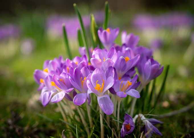 Purple Crocus Flowers in Bloom