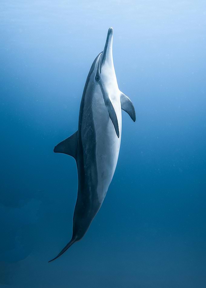 Dolphin swimming in blue ocean water
