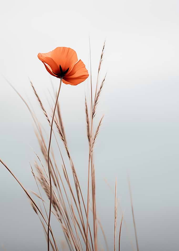 Orange Poppy with Wheat