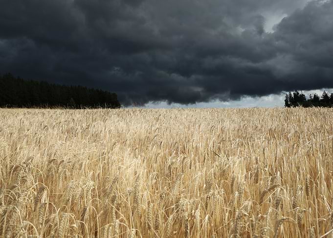Wheat Field Under Stormy Sky