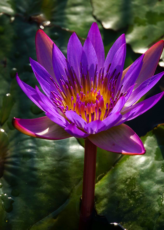 Purple Water Lily in Full Bloom