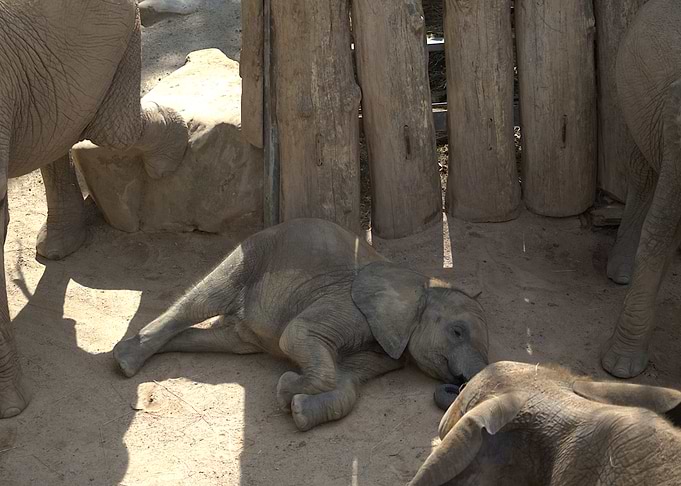 Baby Elephant Resting