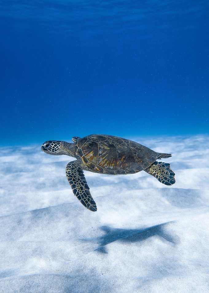 Sea Turtle Swimming Underwater