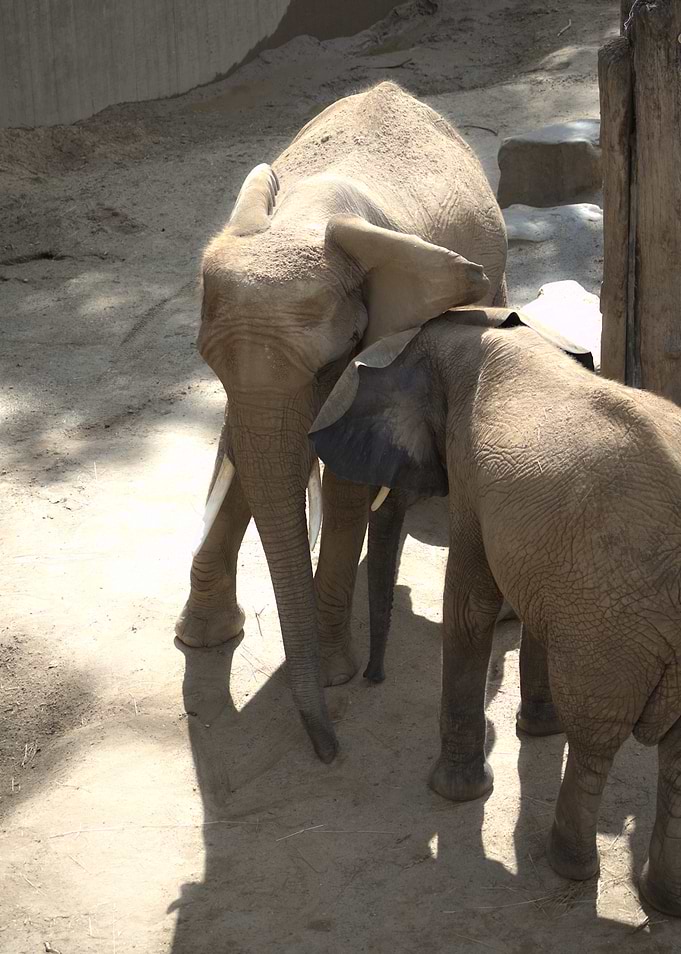 Two Elephants in Natural Habitat