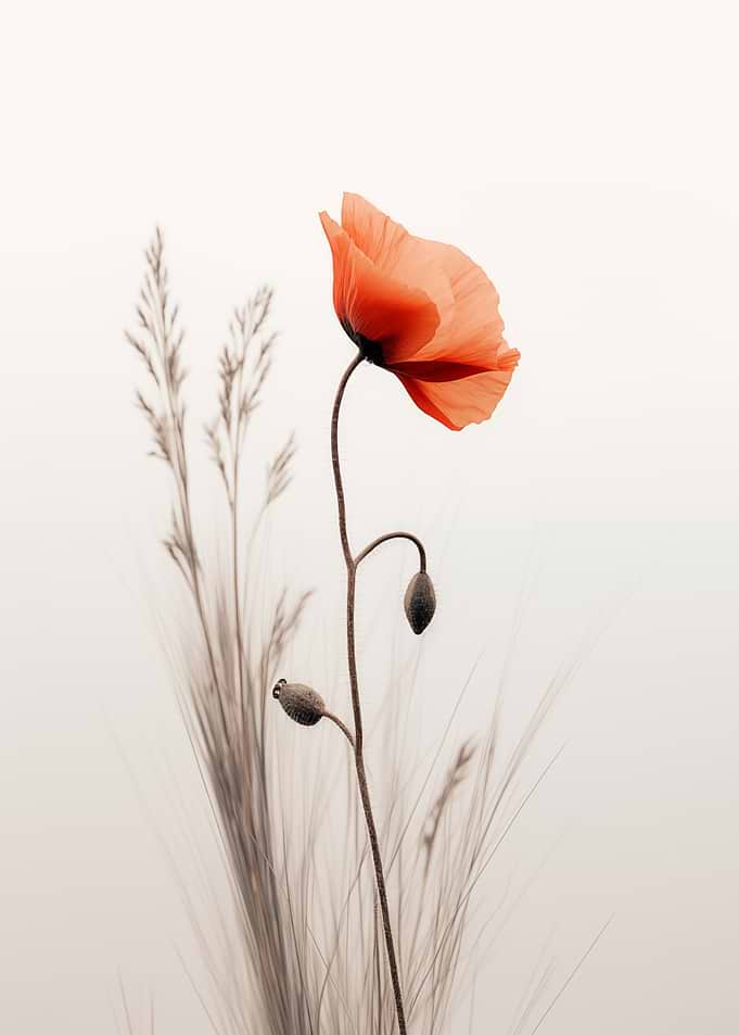 Poppy and Grass Still Life