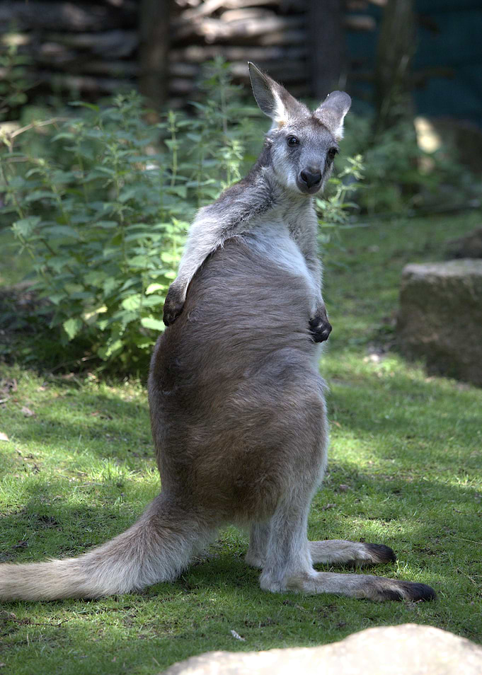 Standing Kangaroo in Green Environment