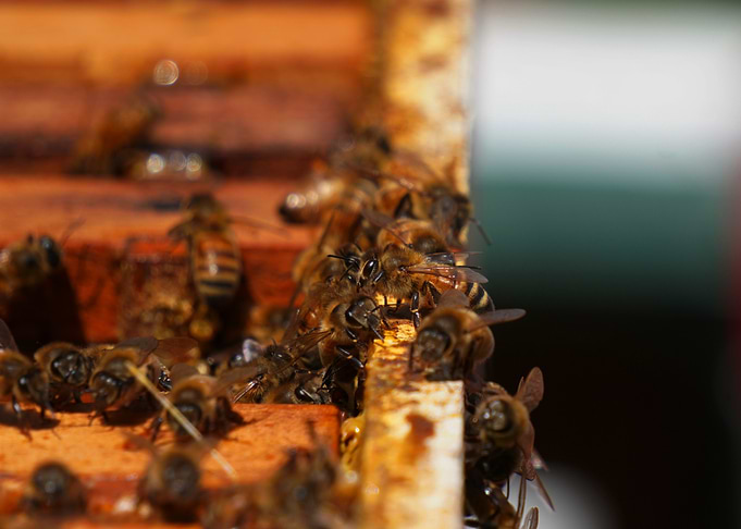 Michigan Bee farm