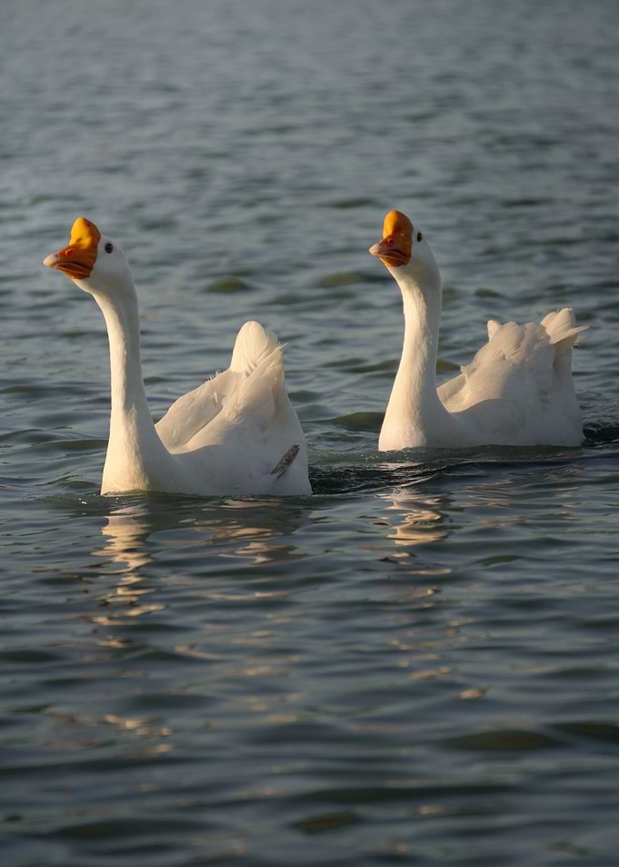 Summer Texan Golden Hour with Geese