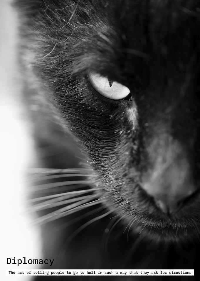 Diplomacy: Black Cat Close-Up
