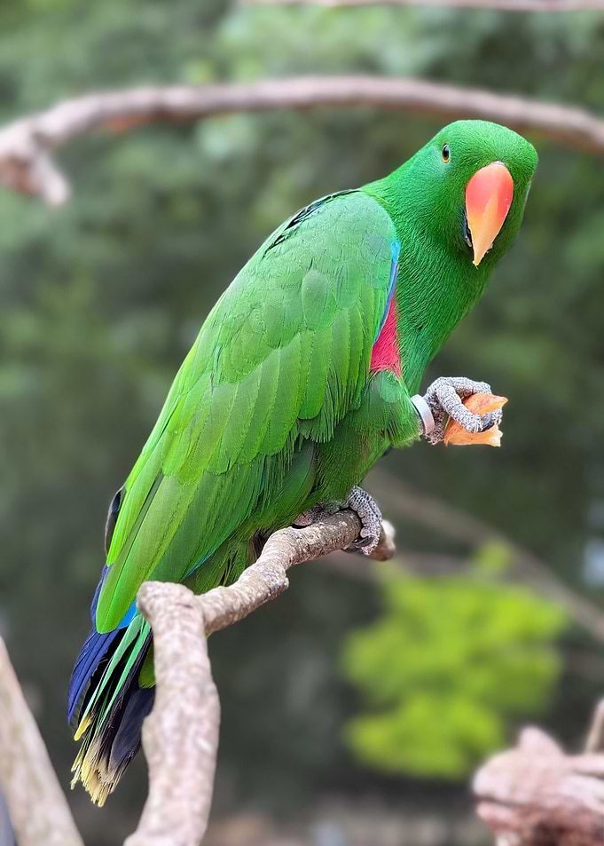 Green Parrot
