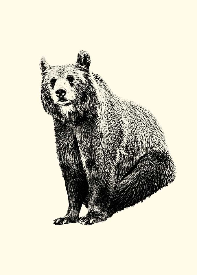 Bear Illustration