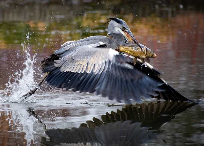 Heron catching fish in water