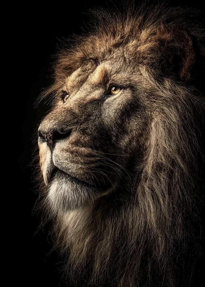 Lion Majestic Portrait on Black Background