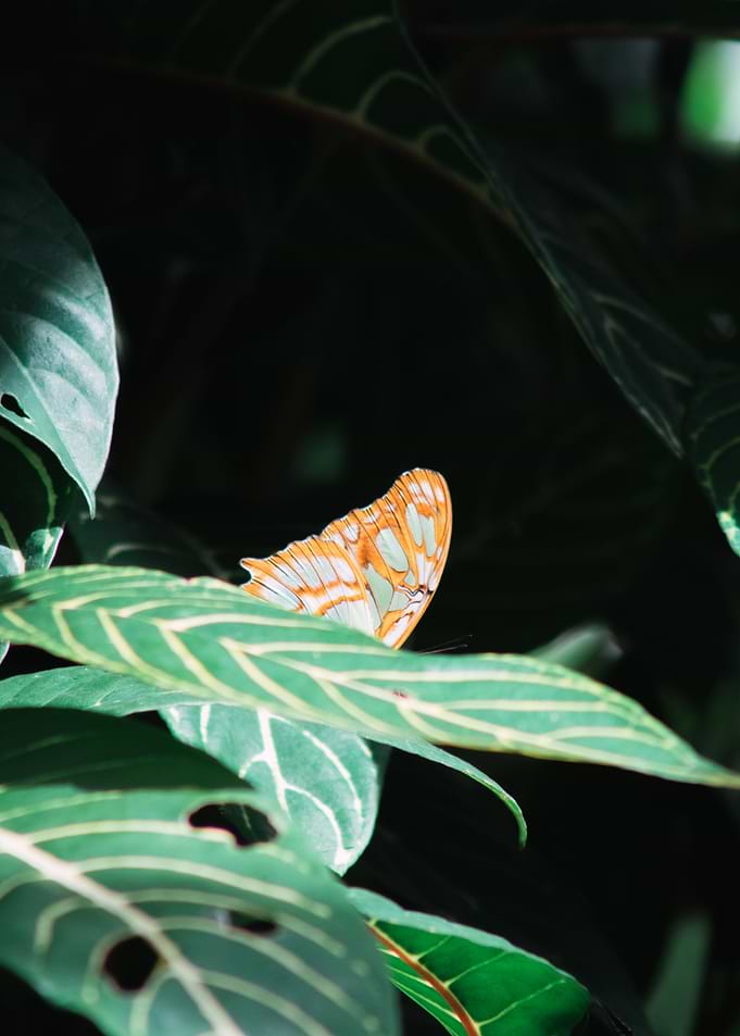 Butterfly on Leaf