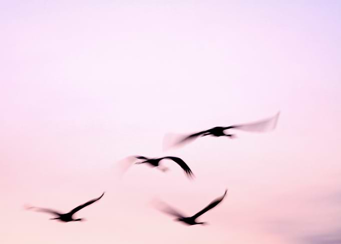 Birds in flight against pastel sky