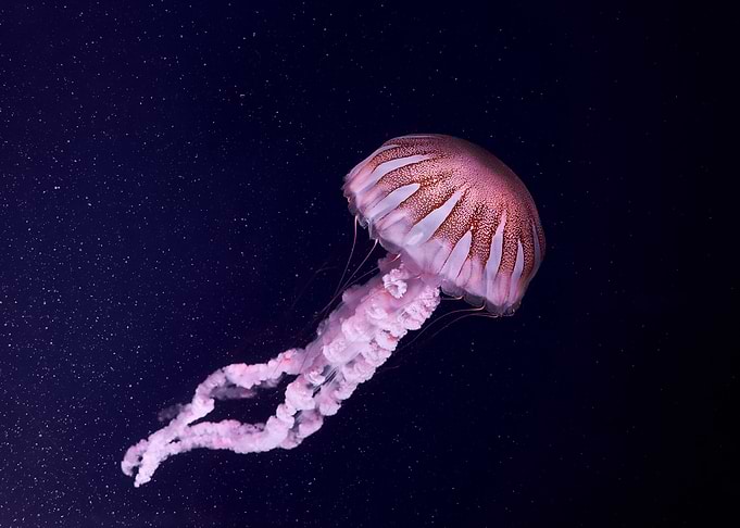 Pink Jellyfish in Dark Water