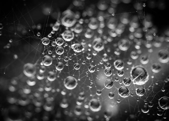Spiderweb with Water Droplets