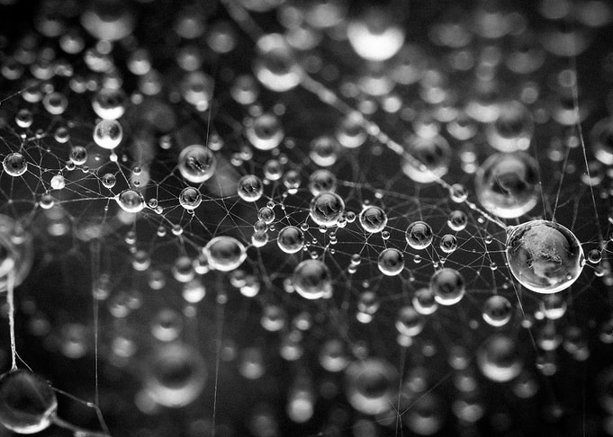 Dew Drops on Spiderweb, Black and White
